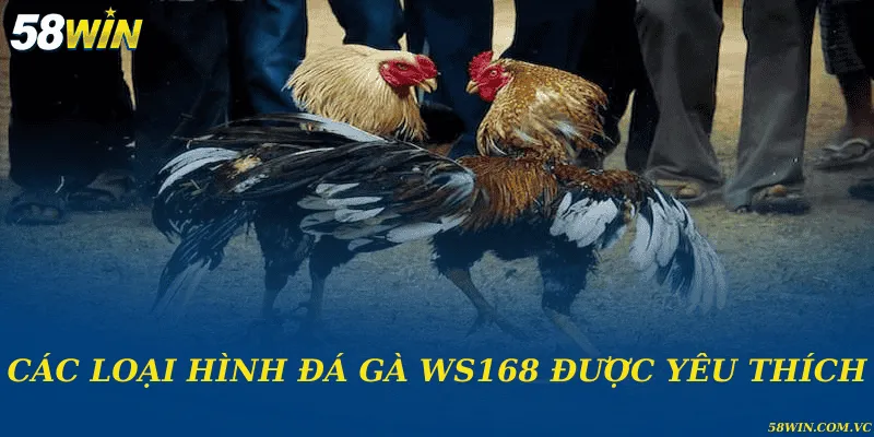 Đá Gà WS168 – Trường Gà Uy Tín Hàng Đầu Khu Vực Các loại hình đá gà WS168 được yêu thích