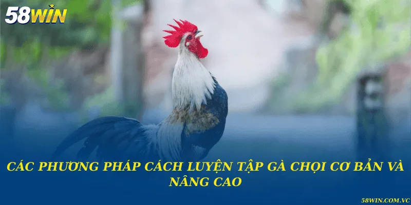 Cách Luyện Tập Gà Chọi – Bí Quyết Giữ Phong Độ Chiến Kê Các phương pháp cách luyện tập gà chọi cơ bản và nâng cao