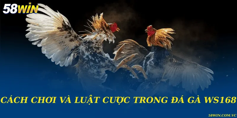 Đá Gà WS168 – Trường Gà Uy Tín Hàng Đầu Khu Vực Cách chơi và luật cược trong đá gà WS168
