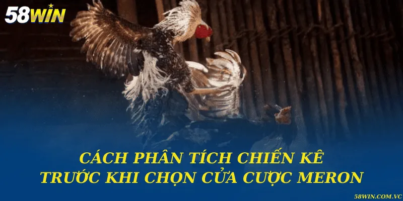 Cửa Cược Meron – Lựa Chọn Tối Ưu Khi Tham Gia Đá Gà Cách phân tích chiến kê trước khi chọn cửa cược Meron