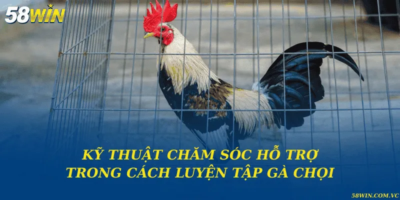 Cách Luyện Tập Gà Chọi – Bí Quyết Giữ Phong Độ Chiến Kê Kỹ thuật chăm sóc hỗ trợ trong cách luyện tập gà chọi