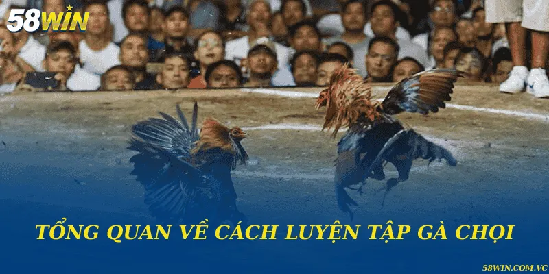 Cách Luyện Tập Gà Chọi – Bí Quyết Giữ Phong Độ Chiến Kê Tổng quan về cách luyện tập gà chọi