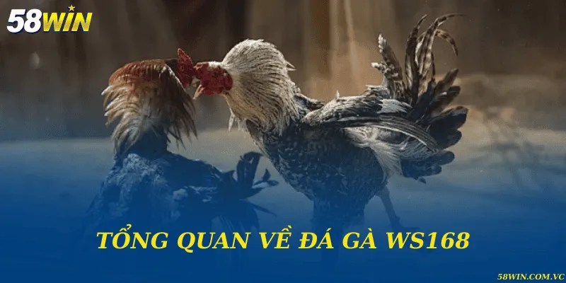 Đá Gà WS168 – Trường Gà Uy Tín Hàng Đầu Khu Vực Tổng quan về đá gà WS168
